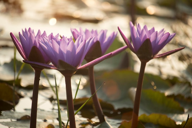 Purple lotus flowers are blooming with sunset