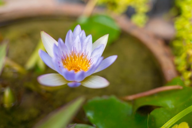 Purple lotus flowers in the tub