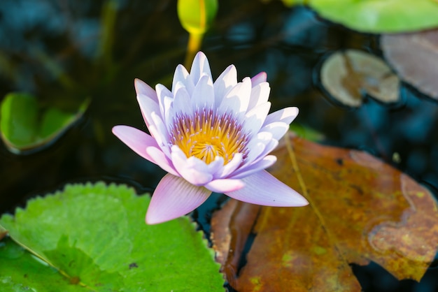 Purple Lotus in the lotus pond