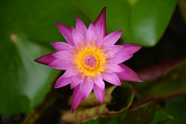 Purple lotus