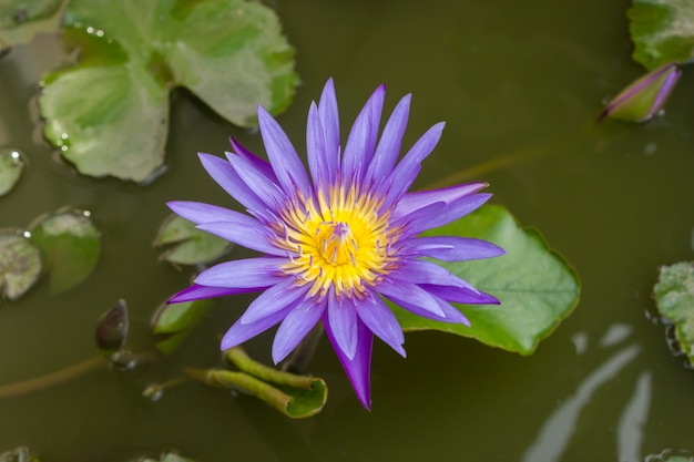 Purple lotus.