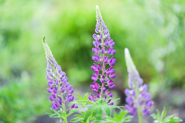 Purple Lupin on the field on a green 