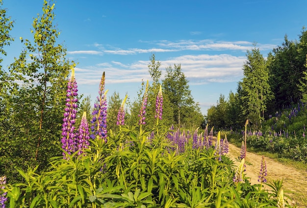 Purple lupine flowers along the path in the forest