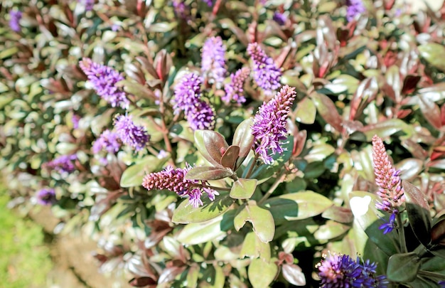 Purple Lupine Flowers Blossoming in the Sunlight