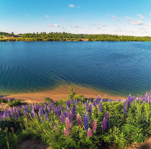 Purple lupine flowers on a sunny day by the lake