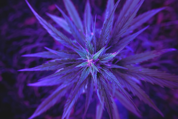 Purple marijuana leaves or cannabis plant with green veins on a dark background