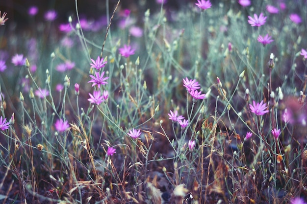 Purple meadow flowers