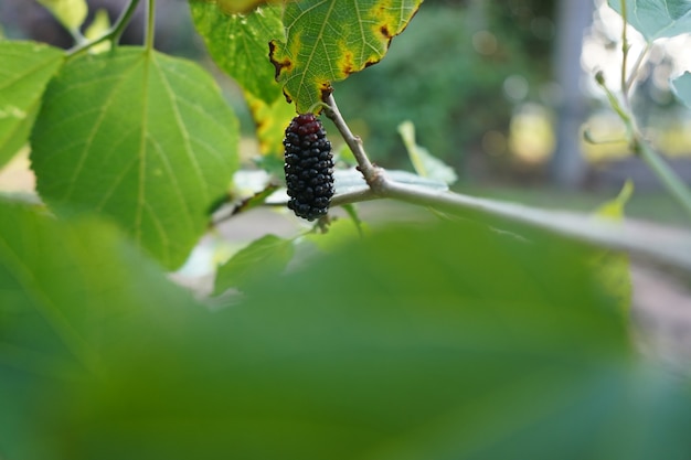 Purple mulberry blackberry hanging on the branch