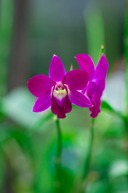 Purple Orchid on a bunch of flowers.