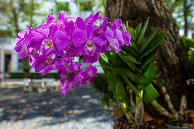 Purple Orchid flower clinging to the tree focus selective