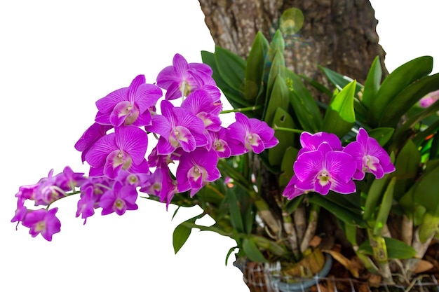 Purple Orchid flower clinging to the tree focus selective