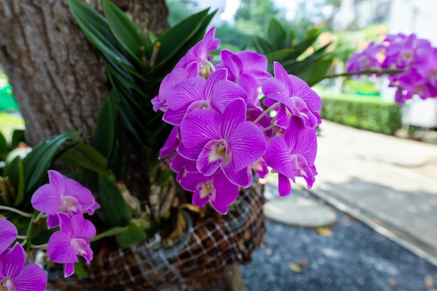 Purple Orchid flower clinging to the tree focus selective