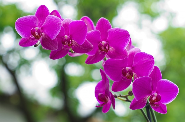 Purple orchid flower closeup