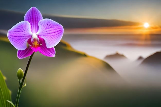 A purple orchid flower in front of a sunset