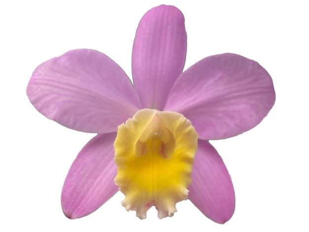 A purple orchid flower with a white background.