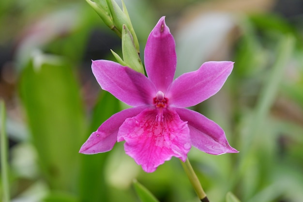 Purple orchid flower