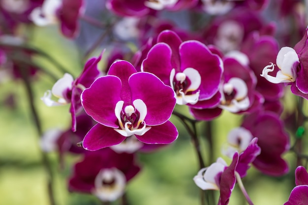 Purple orchid on the inflorescence in the garden