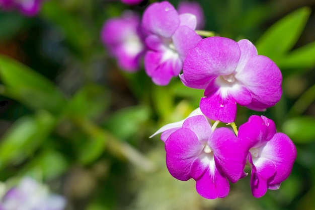 Purple orchid with space for text, orchid flower on the right of frame.