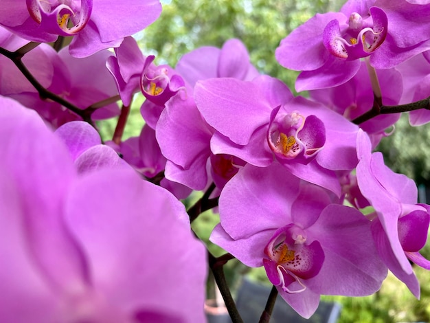 Purple orchid with a stem and green leaves