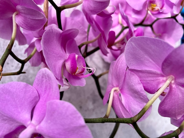 Purple orchid with a stem and green leaves