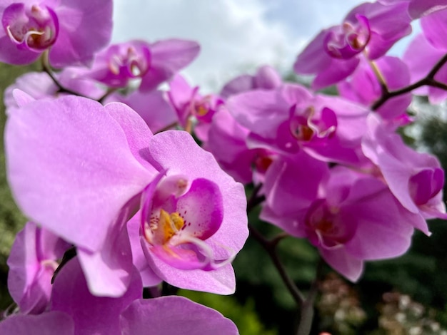 Purple orchid with a stem and green leaves