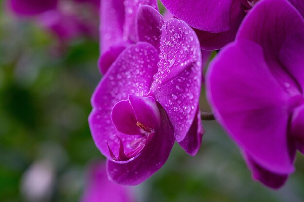 A purple orchid with water drops on it