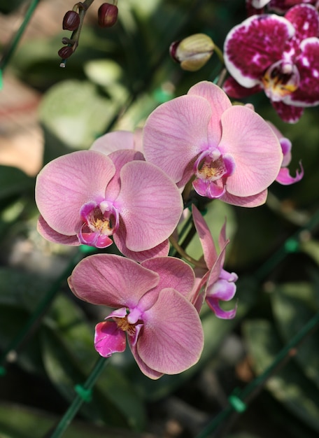 Purple orchid 