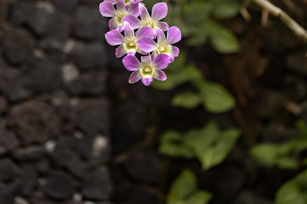 Purple orchids against stone wall