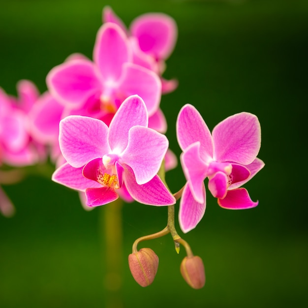 Purple orchids flower close up