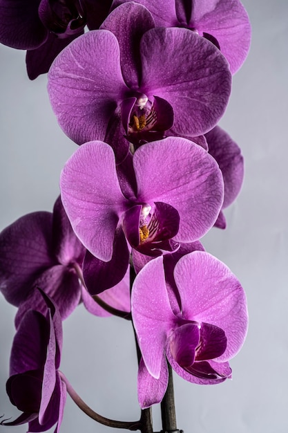 Purple orchids on a gray background