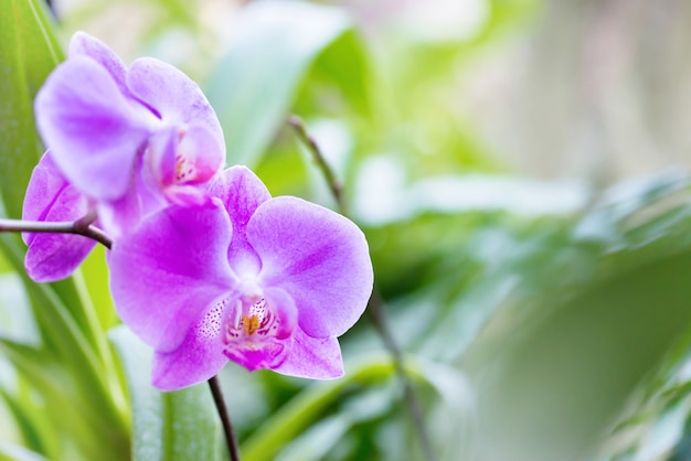 Purple orchids in a wild tropical forest. Beautiful spring flowers with soft green background