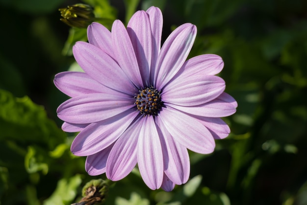 Purple Osteospermum flowering in an English garden on the last day of summer