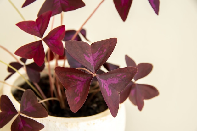 Purple Oxalis Triangularis Mijke plant in a decorative pot Closeup