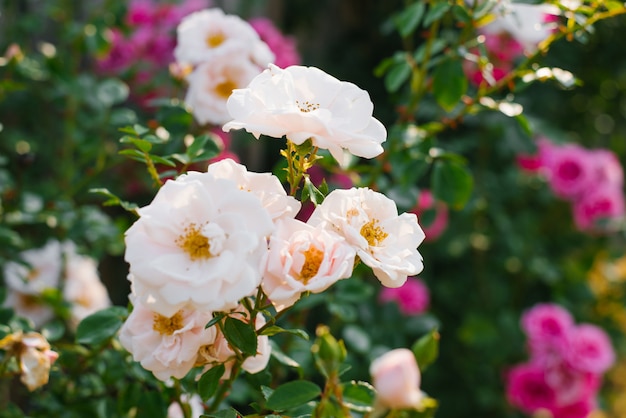 Purple and pale pink Bush roses closeup