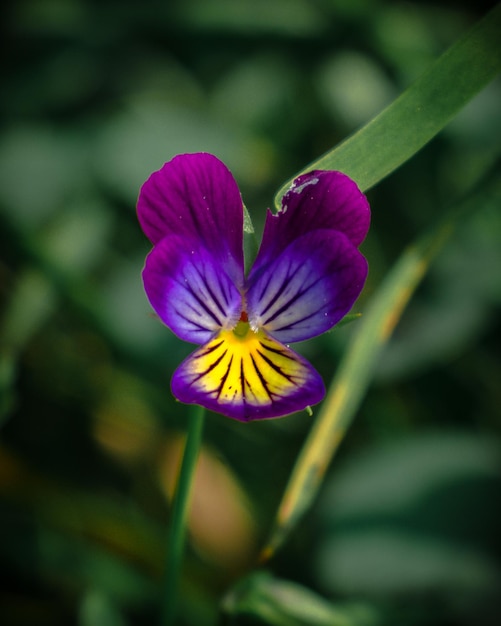 Purple pansies among the grass Pansies are large illuminated by the sun