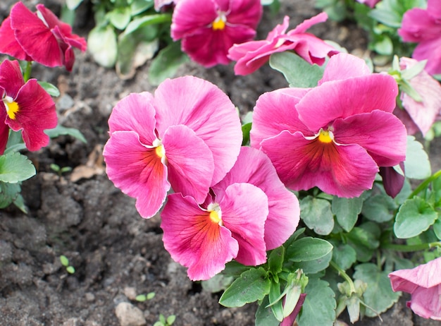 Purple Pansies or  Viola Flowers Flowerbed