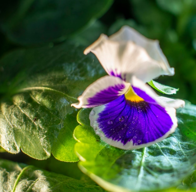 Purple pansy flowers after the rain