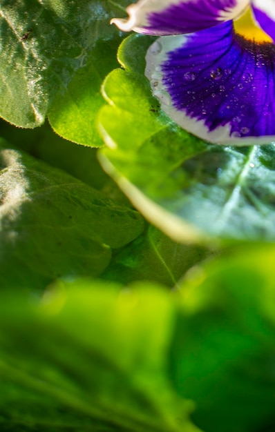 Purple pansy flowers after the rain