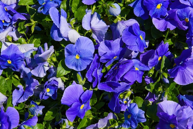 Purple Pansy flowers colorful background