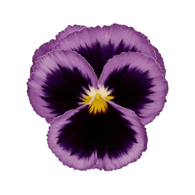 Purple pansy with a dark center isolated on white background