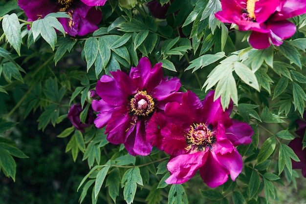 Purple peony flower Paeonia lactiflora Chinese peony or common garden peony Beautiful purple peonies growing