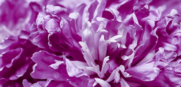 Purple peony flower petals Soft focus Abstract floral background for holiday brand design