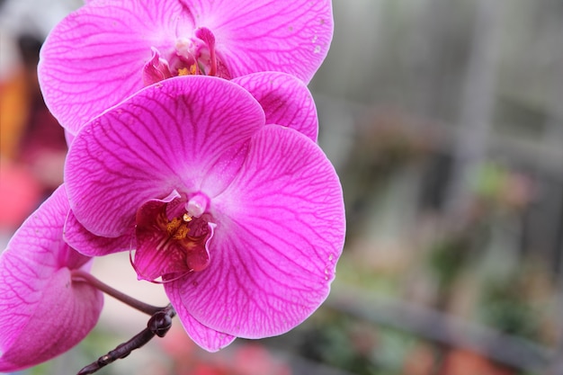 Purple phalaenopsis orchid flower in the garden.