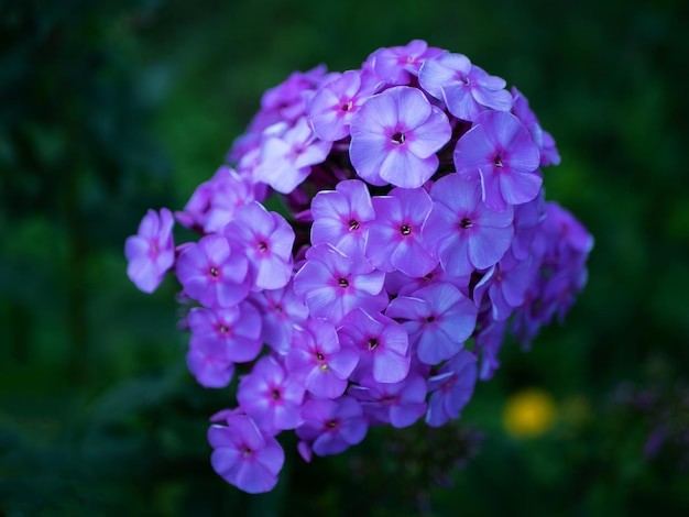 Purple phlox is a genus of flowering herbaceous plants of the cyanotic family Polemoniaceae