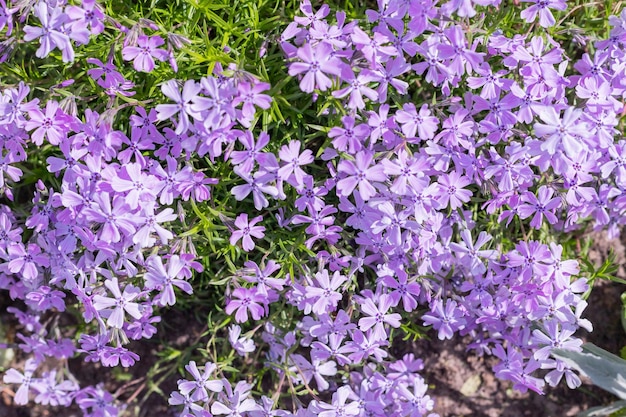 Purple and Phlox subulata blooming on the meadowPhlox awlshaped many beautiful purple flowerscolorful pink moss phlox as background selective focus