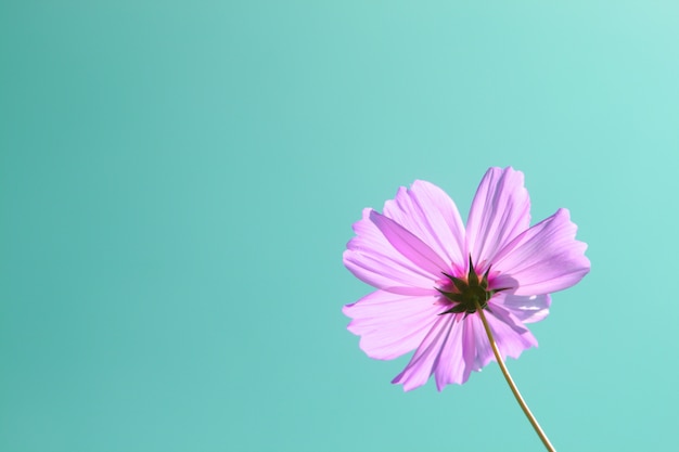 purple pink cosmos flower in garden on blue sky background