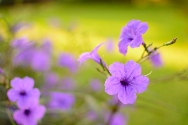 Purple Pink Flower Selective Focus Blur Background