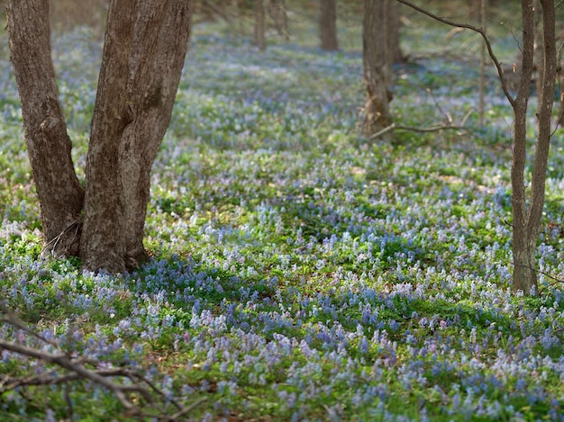 Purple and pink forest flowers on a spring morning