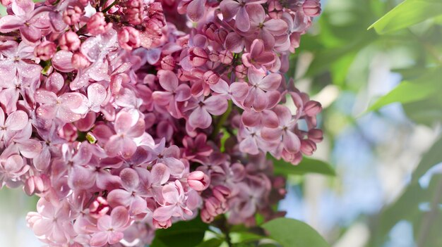 Purple and pink lilac flowers in a spring garden. Romantic seasonal background.