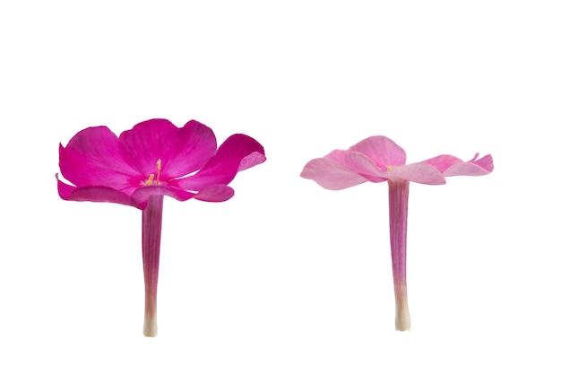 purple and pink phlox flower without leaves, isolated on a white background